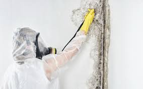 Why You Should Choose Our Mold Remediation Services in Rogers, TX